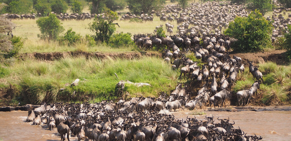 Wildebeest Migration - Nitarudi Africa Safaris