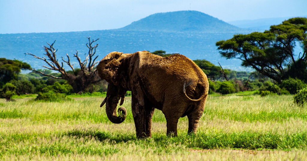 Elephant at Amboseli National Park - Nitarudi Africa Safaris