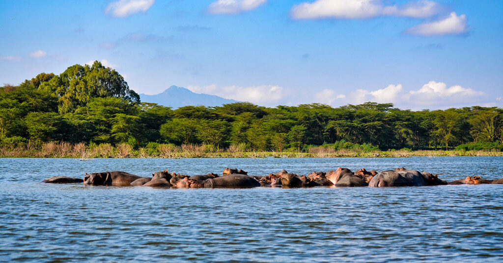 Lake Nakuru - Hippos
