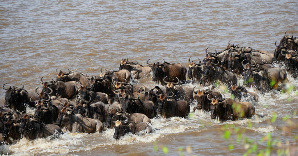 Wildebeest Migration - Maasai Mara