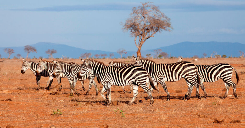 Tsavo East National Park - Nitarudi Africa Safaris