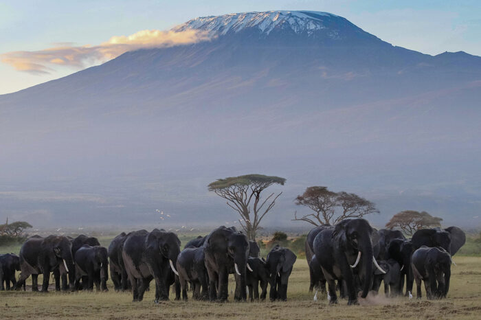 Amboseli – Mara Safari