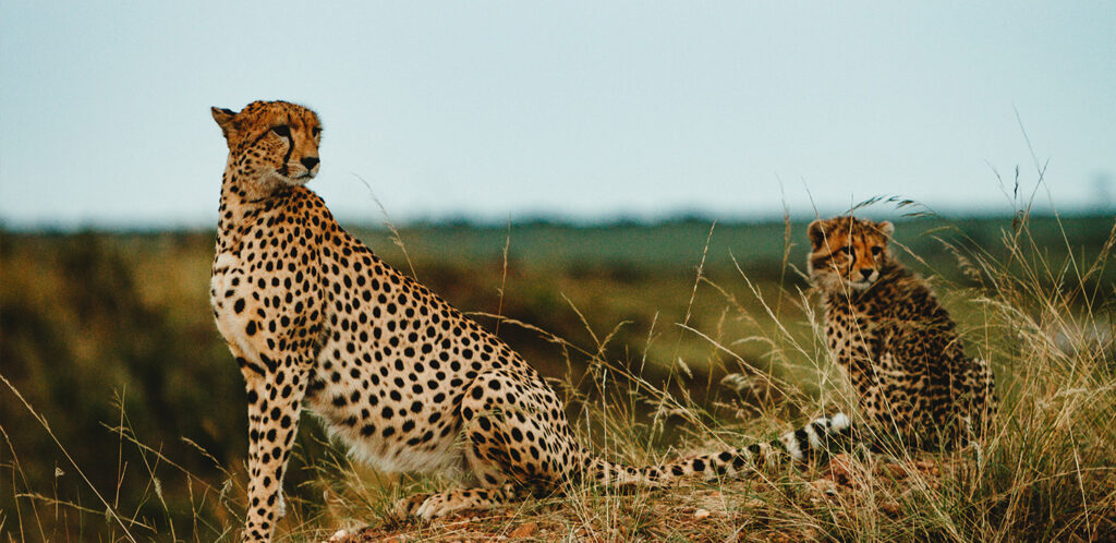 Cheetah at Maasai Mara Game Reserve - Nitarudi Africa Safaris