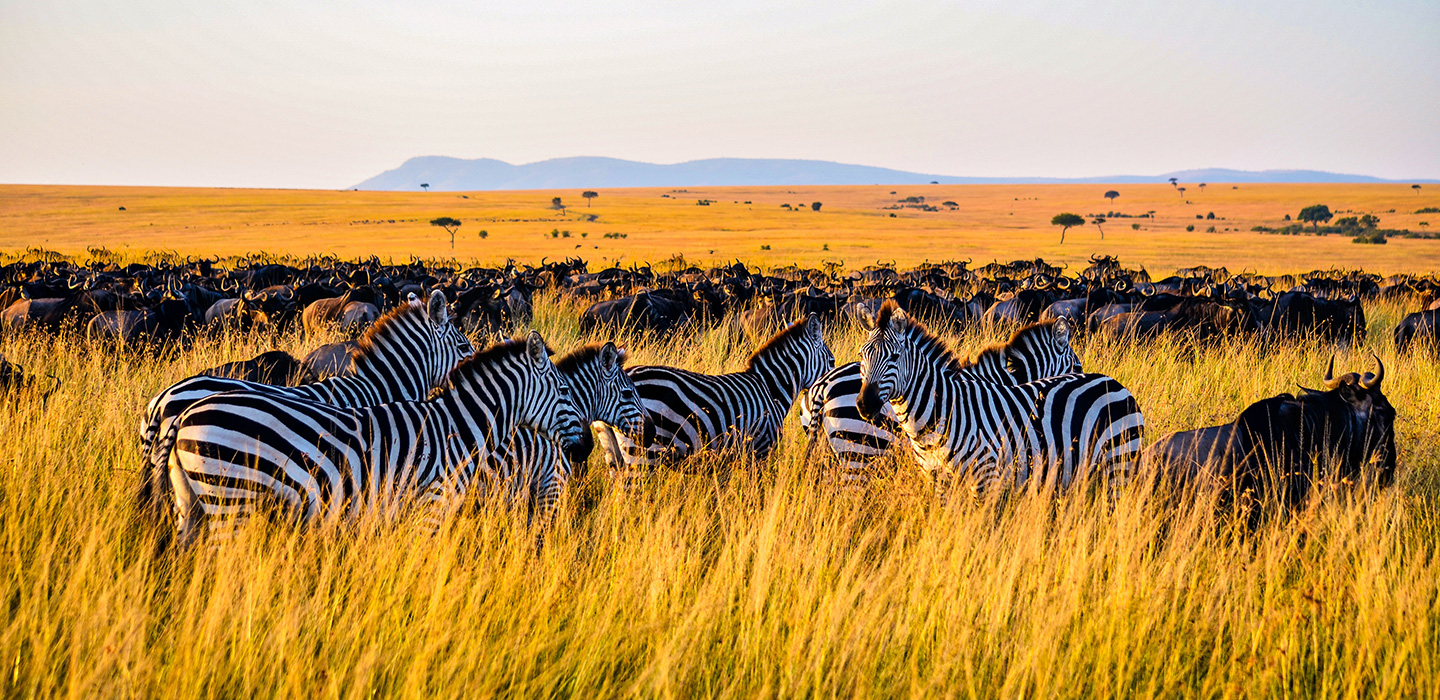 Maasai Mara Game Reserve - Zebra