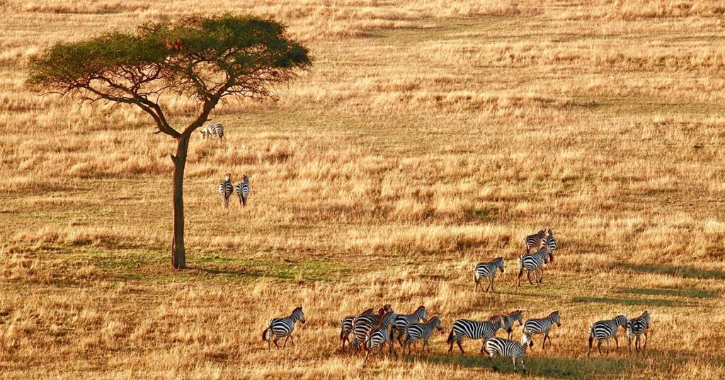 Serengeti National Park - Nitarudi Africa Safaris