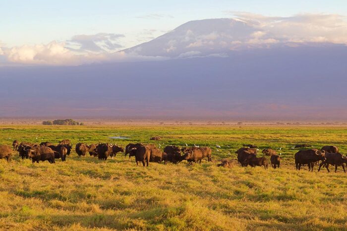 Panoramic Mount Kilimanjaro Safari