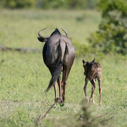 Wildebeest Migration - Calving Season