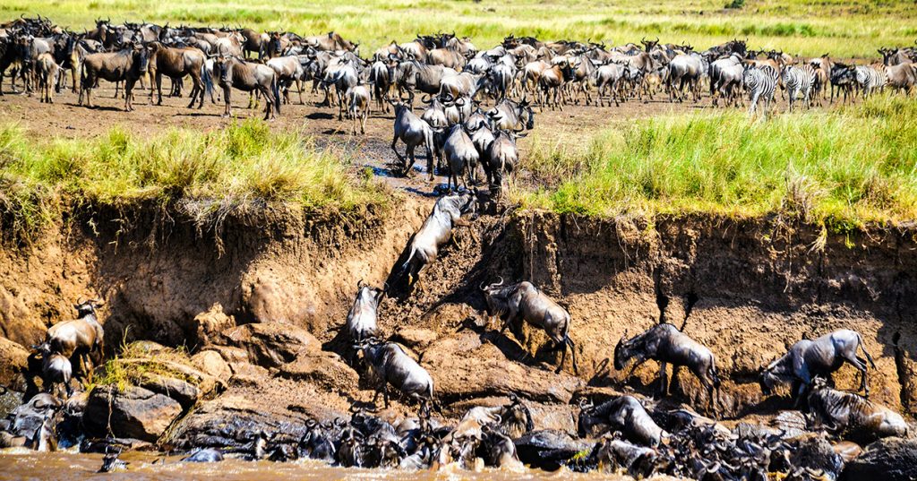 Wildebeest Migration in Mara River Crossing