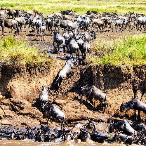 Wildebeest Migration in Mara River Crossing
