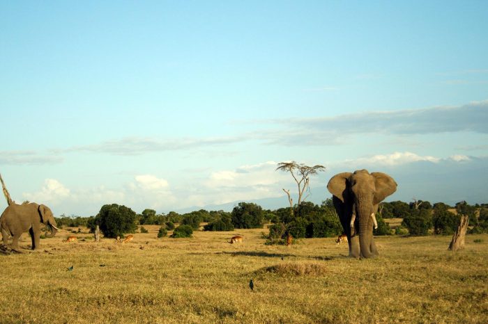 6 Days Samburu, Ol Pejeta, Amboseli Safari